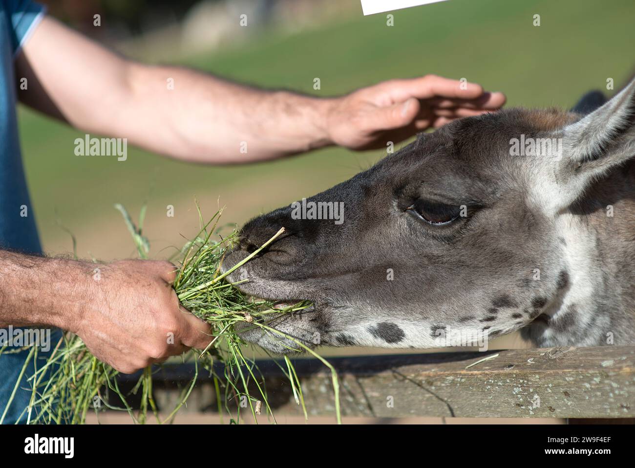 Ein Mann mit einem sanften Ausdruck füttert einen Esel mit einer Handvoll frischem grünem Gras im Mund Stockfoto