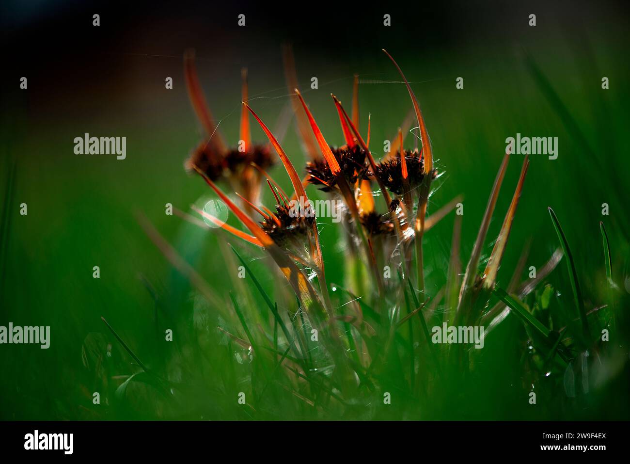 Ein üppiges, grünes Grasfeld mit drei hellen und leuchtenden Blumen, die in der Sonne blühen Stockfoto