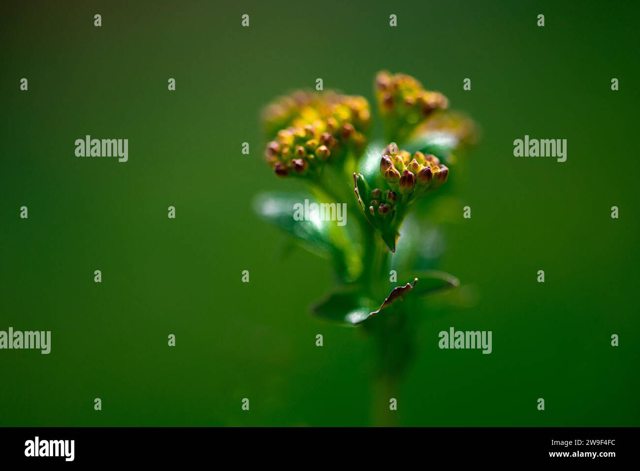Eine Nahaufnahme einer kleinen Blume mit mehreren Knospen vor einem weichen grünen Hintergrund Stockfoto