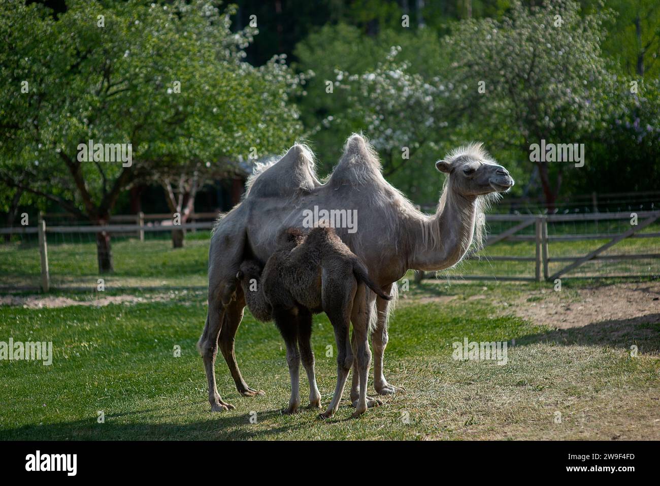 Ein Nahbild eines Babys, das von der Schulter eines großen braunen Kamels gefüttert wird Stockfoto