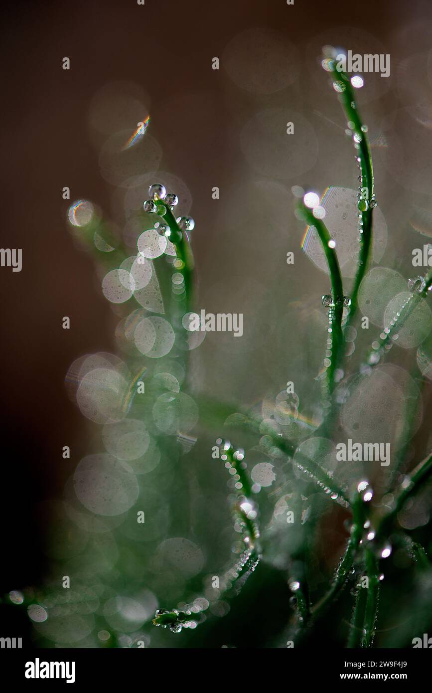 Eine Nahaufnahme einer grünen Pflanze mit Wassertropfen, die an ihren Stämmen und Blättern in einer dunklen Umgebung perlen Stockfoto