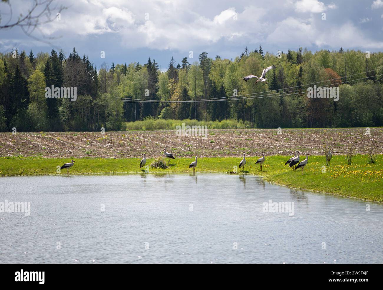 Eine Vogelherde, die auf üppigem Gras neben einem ruhigen Gewässer thront Stockfoto