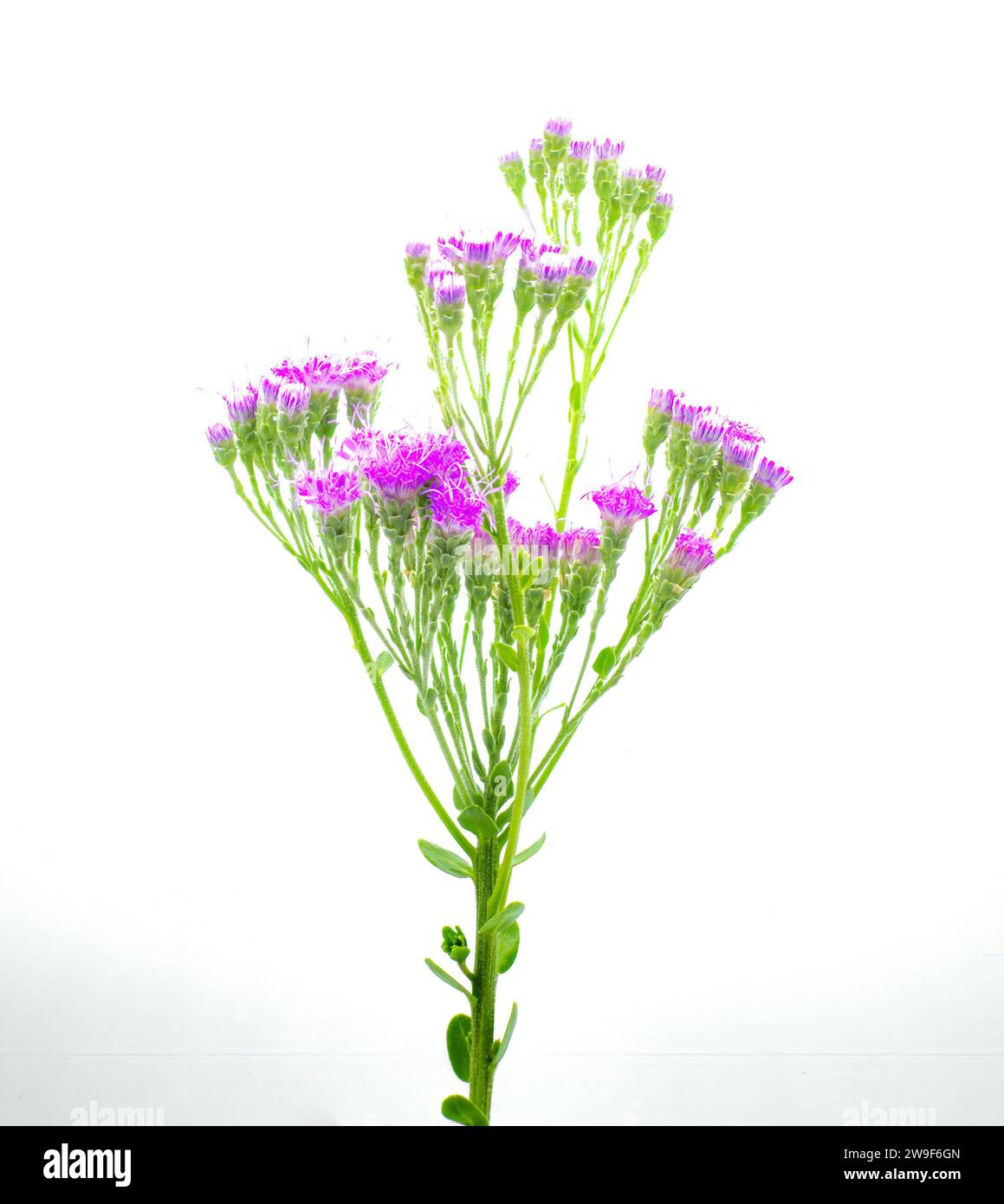 Floridas Pinsel oder die Küsten-Ebene Spaffhead – Carphephorus corymbosus – eine nordamerikanische Pflanze aus der Familie der Asteraceae, die im Südosten beheimatet ist Stockfoto