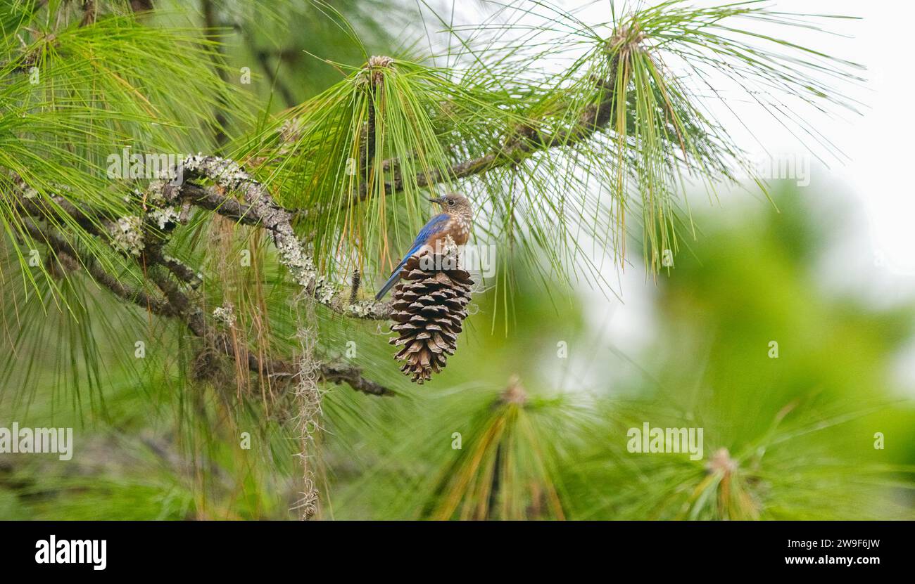 Östliche Blauvögel - Sialia sialis - Junges Junges auf langem Blatt Kiefernkegel Kiefernnadeln und Himmelshintergrund, Federdetail, Augen im Fokus, Stockfoto