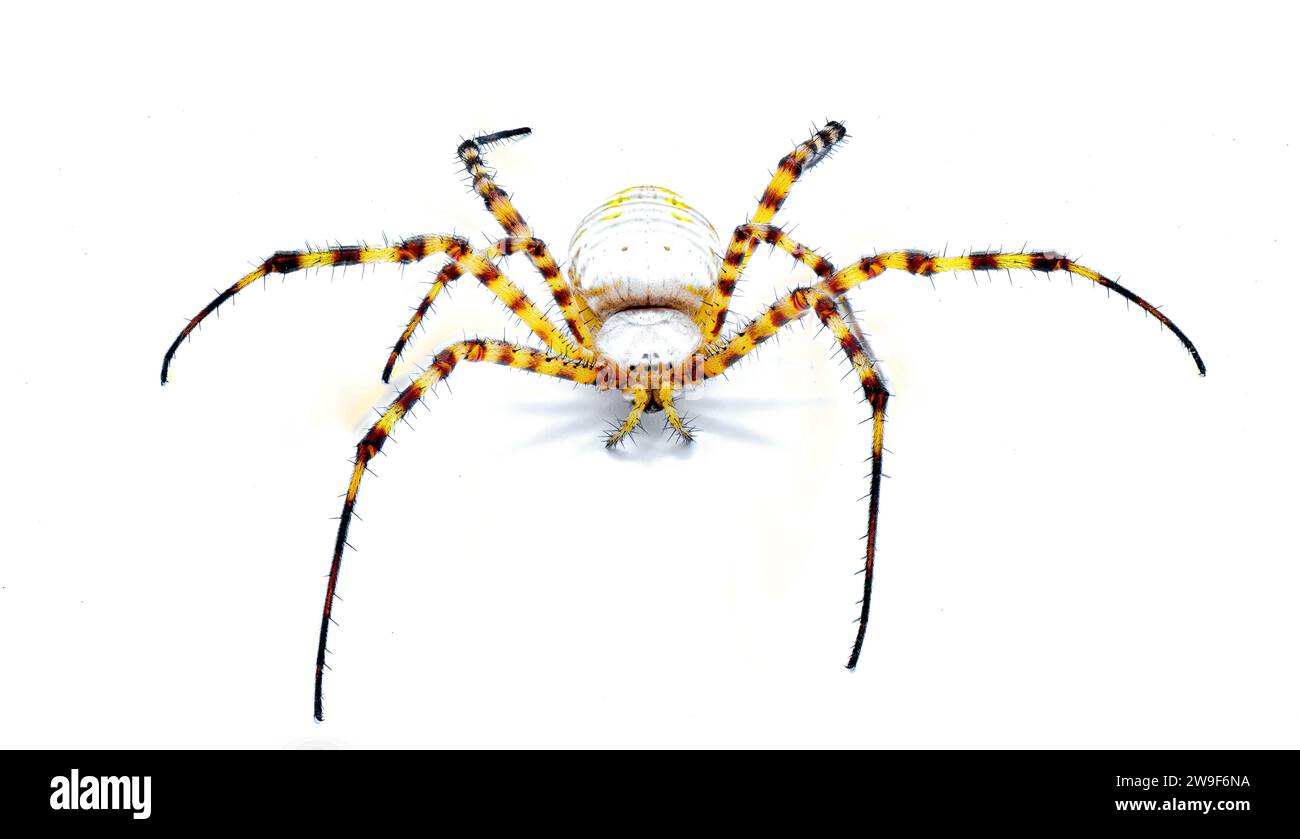 Wildbändige Gartenkugel webende Weberspinne - Argiope trifasciata - helle Farbmorph ohne schwarze Bänder am Bauch. Gelbe, orange, rote Färbung. I Stockfoto