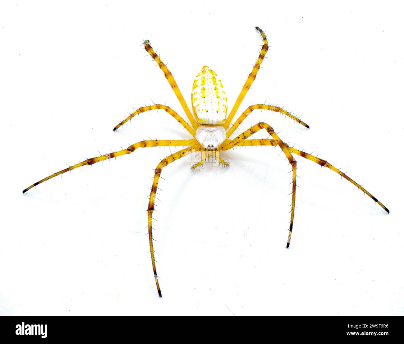 Wildbändige Gartenkugel webende Weberspinne - Argiope trifasciata - helle Farbmorph ohne schwarze Bänder am Bauch. Gelb-orange-rote Färbung. Iso Stockfoto