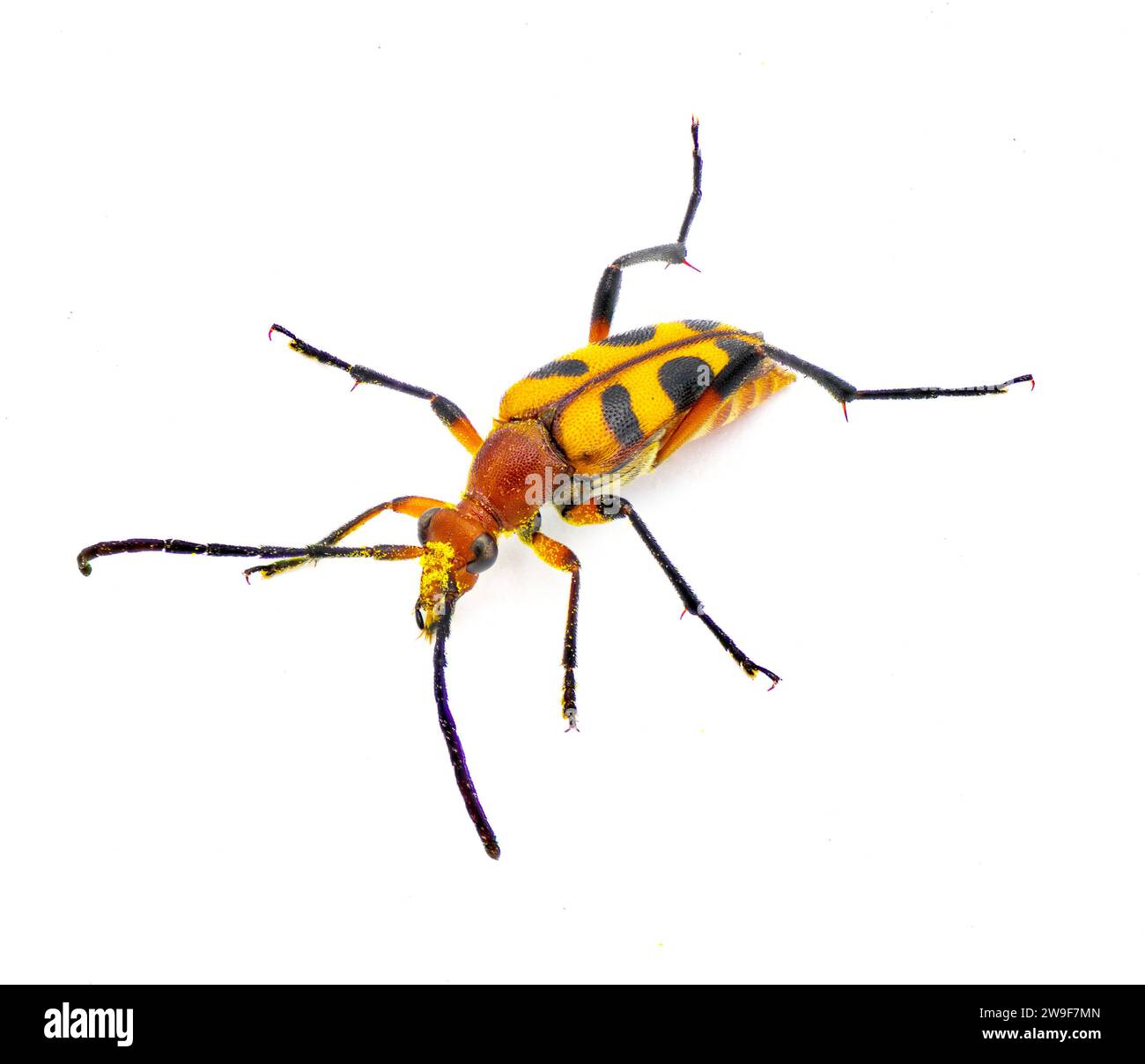 Strangalia sexnotata, eine Art von Langhorn aus der Familie der Käfer, bekannt als Cerambycidae. Sie kommt in North Amer vor Stockfoto