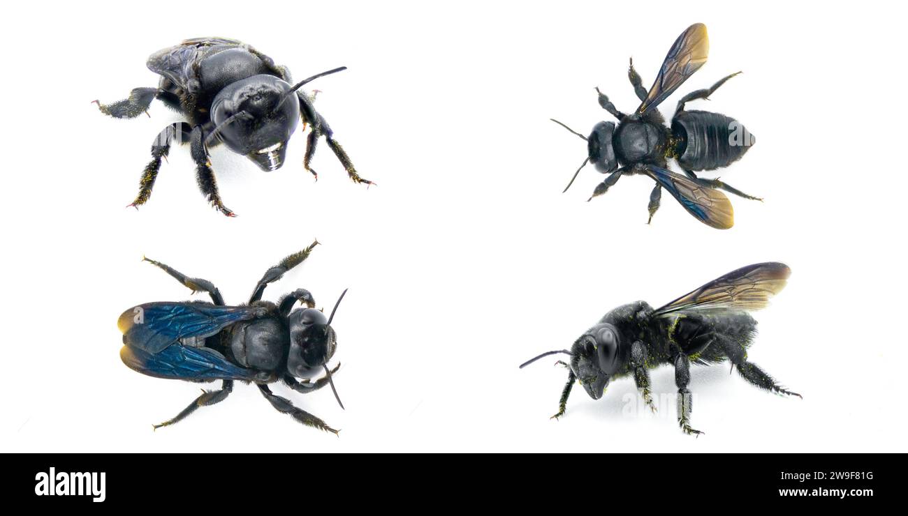 Die Tischlerbiene Megachile xylocopoides ist nach ihrer oberflächlichen Ähnlichkeit mit der Tischlerbiene Xylocopa benannt. Schwarz-blau-iridesc Stockfoto