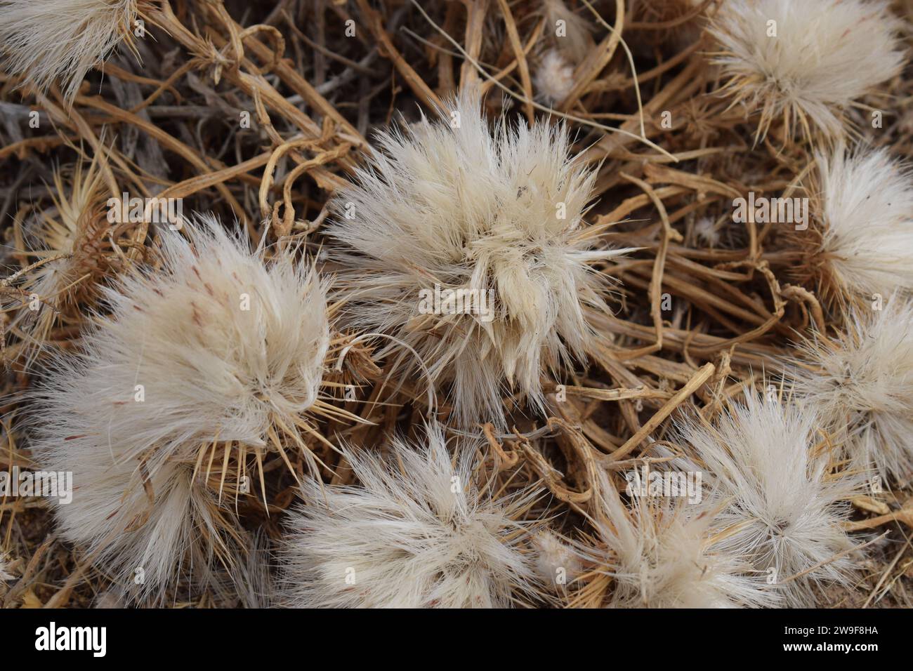 Wüste Pflanze Stockfoto