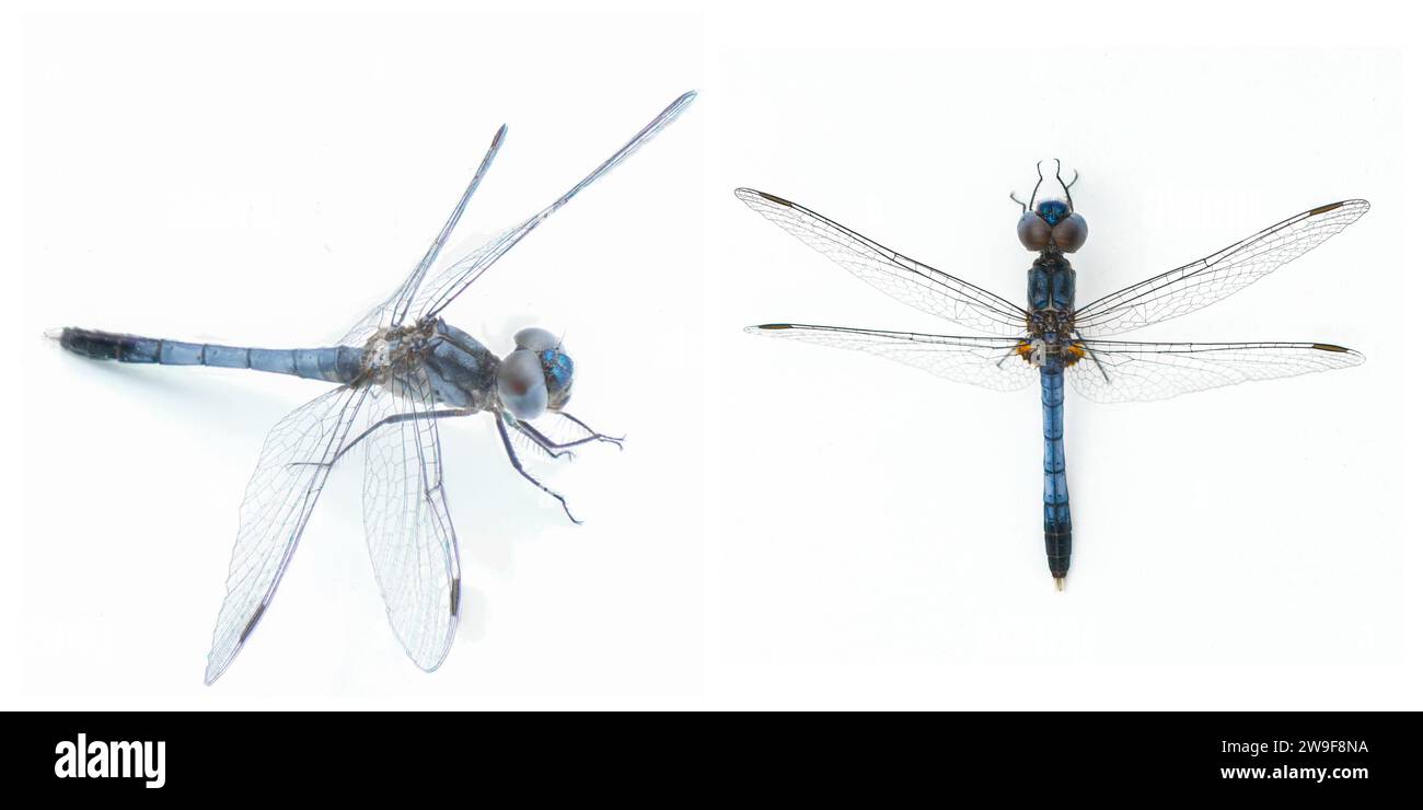 Erythrodiplax minuscula, die kleine blaue Drache, ist eine Skimmer-Art aus der Libellulidae-Familie, isoliert auf weißem Hintergrund zwei Makr Stockfoto