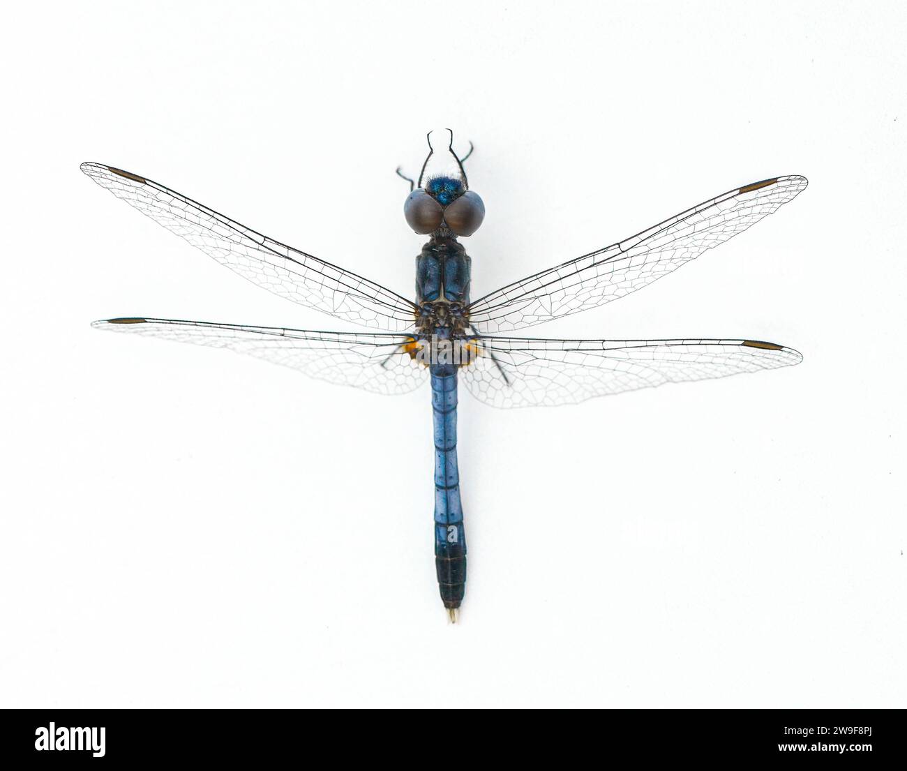 Erythrodiplax minuscula, die kleine blaue Drache, ist eine Art von Skimmer aus der Libellulidae-Familie, die auf weißen Doren isoliert ist Stockfoto