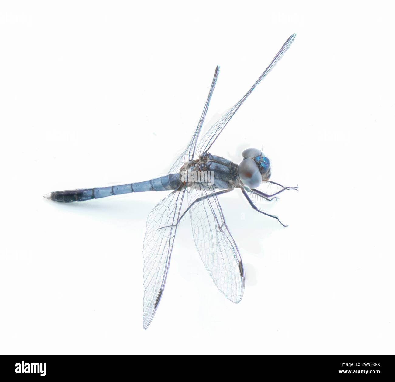 Erythrodiplax minuscula, die kleine blaue Drache, ist eine Skimmer-Art aus der Libellulidae-Familie, isoliert auf weißem Hintergrund pro Stockfoto