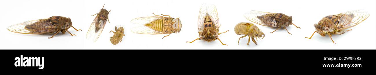 Sehr große Resonant Cicada oder Südkiefer Barrens cicada Fly - Megatibicen resonans - ein lautes Insekt am Ende des Sommers im Südosten von United Stat Stockfoto