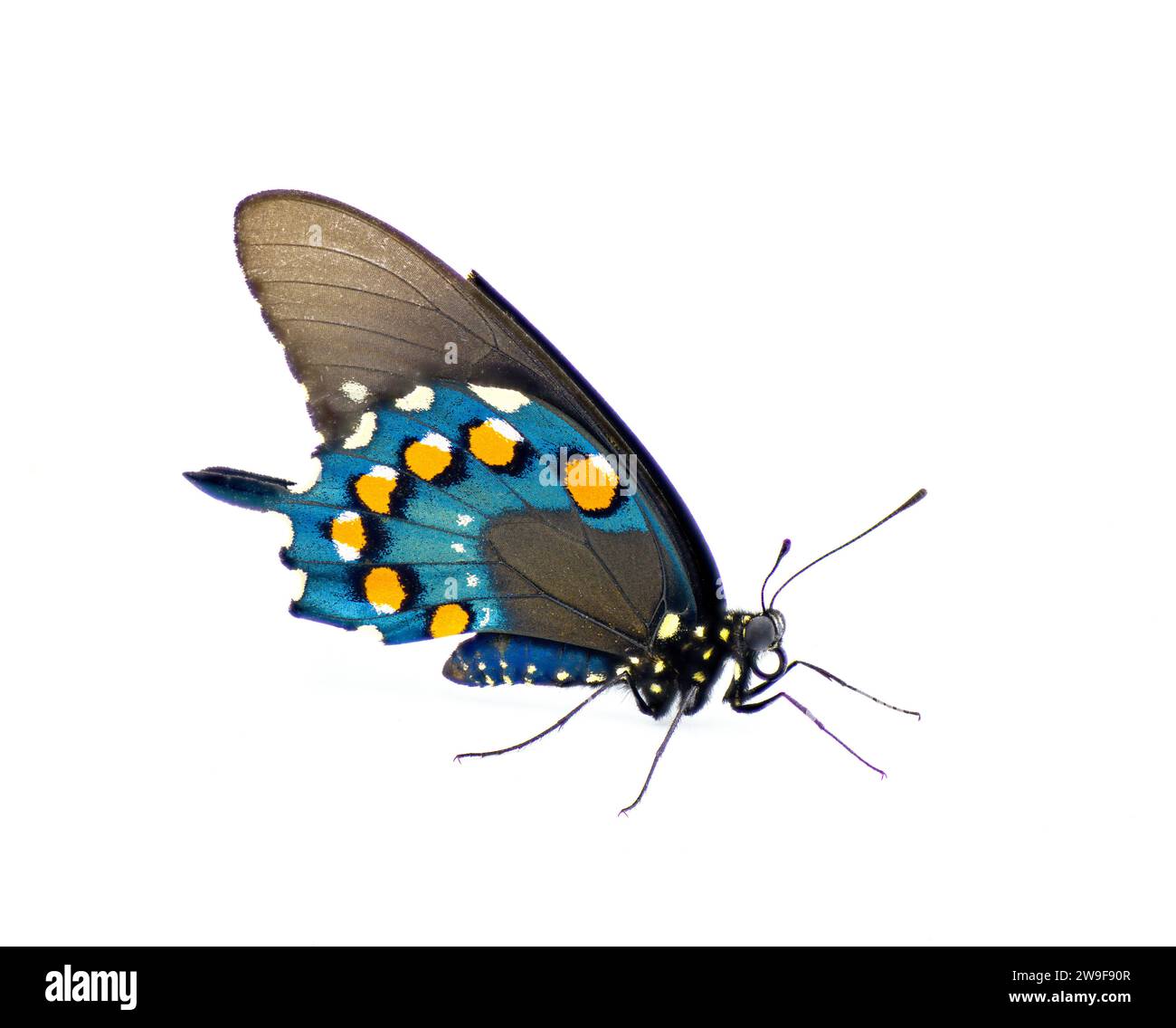 Pipevine Pfeife Rebe oder blauer Schwalbenschwanz Schmetterling - Battus philenor - schwarz mit irisierenden blauen Hinterflügeln isoliert auf weißem Hintergrund Seitenansicht Showi Stockfoto