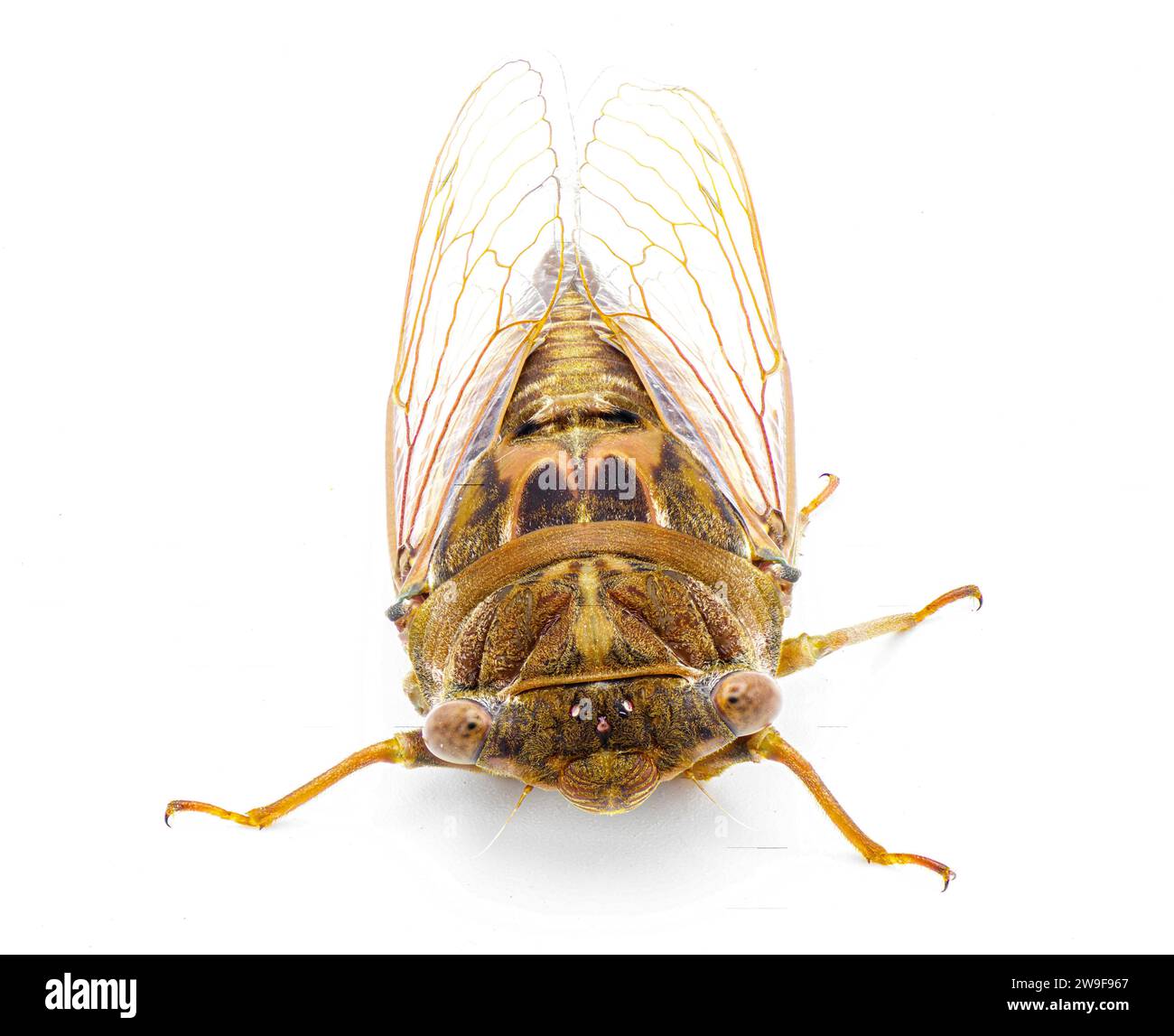 Sehr große Resonant Cicada oder Südkiefer Barrens Cicada Fly - Megatibicen Resonans - lautes Insekt am Ende des Sommers im Südosten der USA Stockfoto