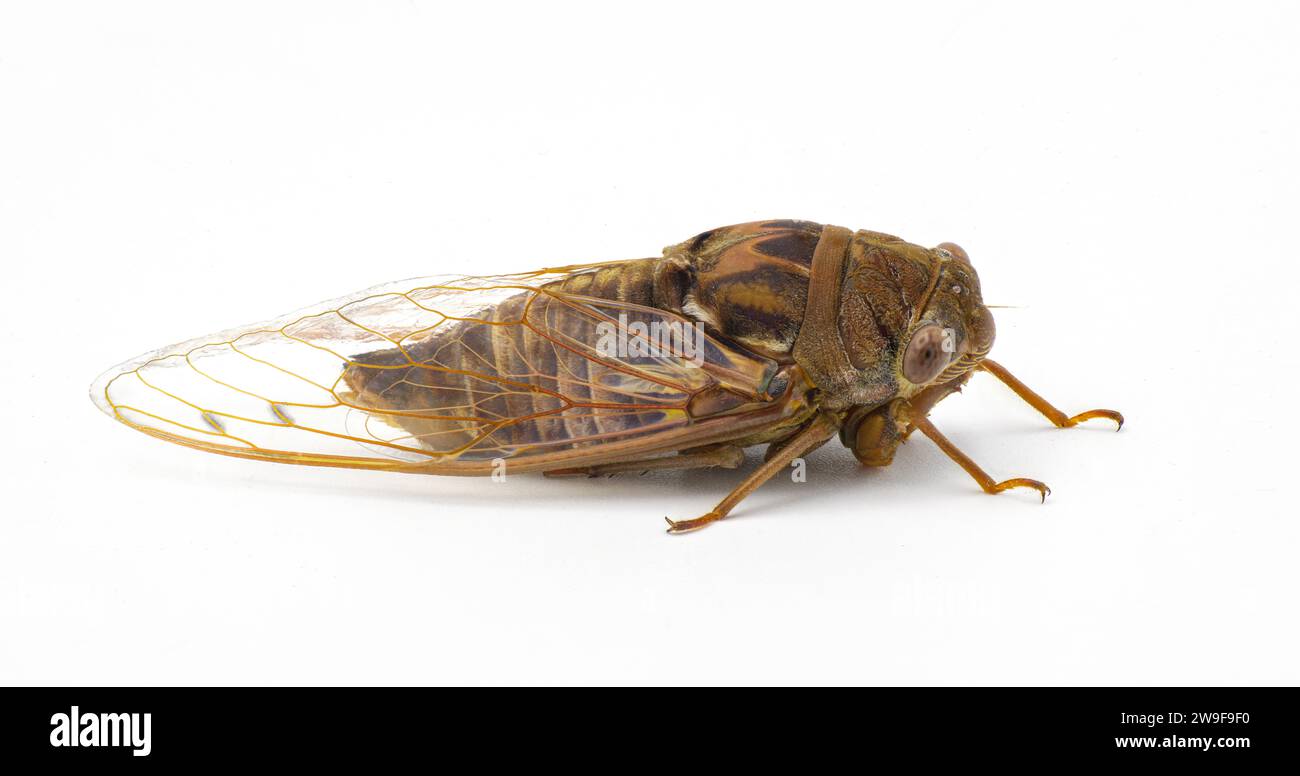 Sehr große Resonant Cicada oder Südkiefer Barrens cicada Fly - Megatibicen resonans - ein lautes Insekt am Ende des Sommers im Südosten von United Stat Stockfoto