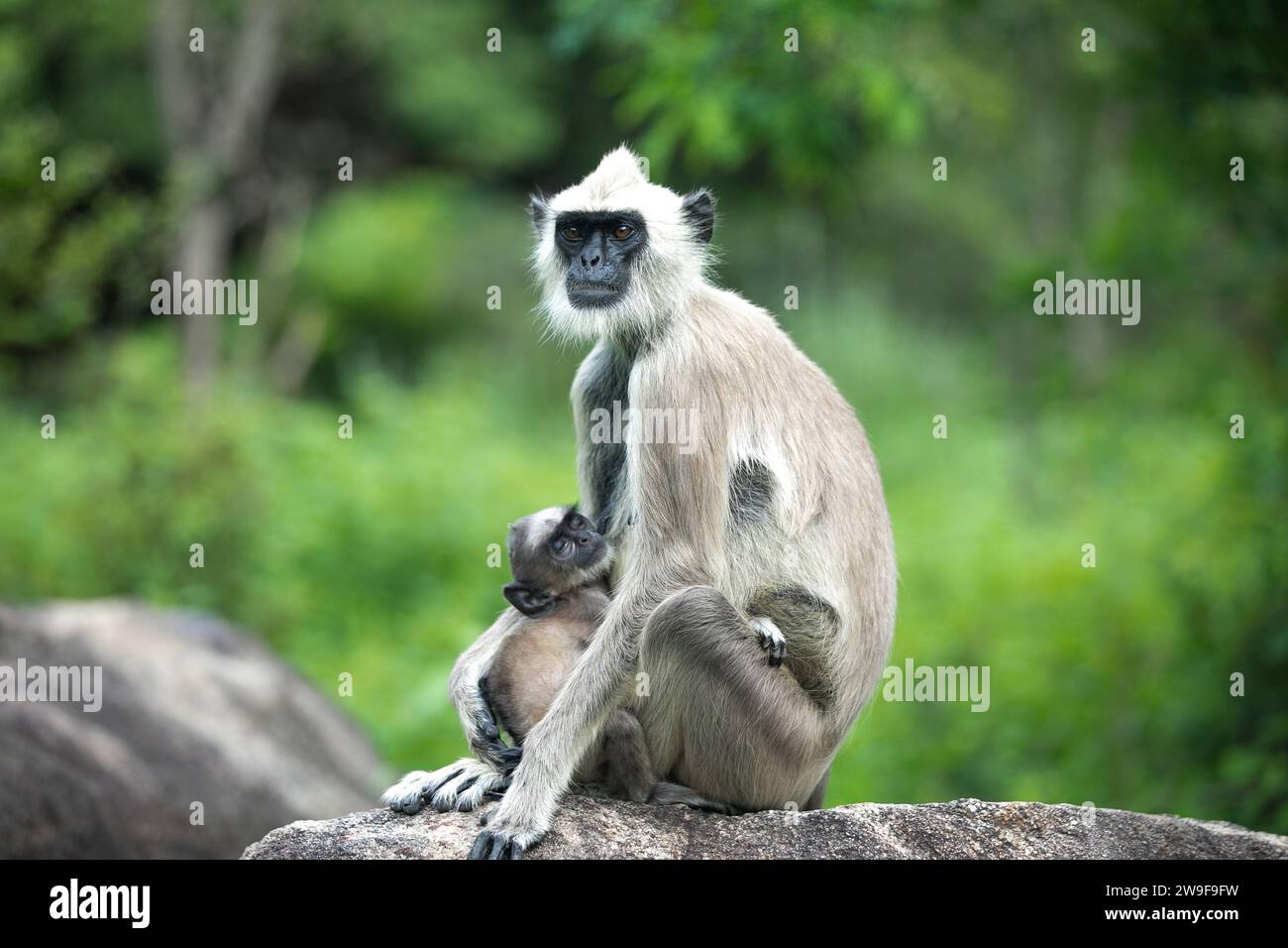 Ein Langur-Baby, das sich an seiner schützenden Mutter festhält Stockfoto