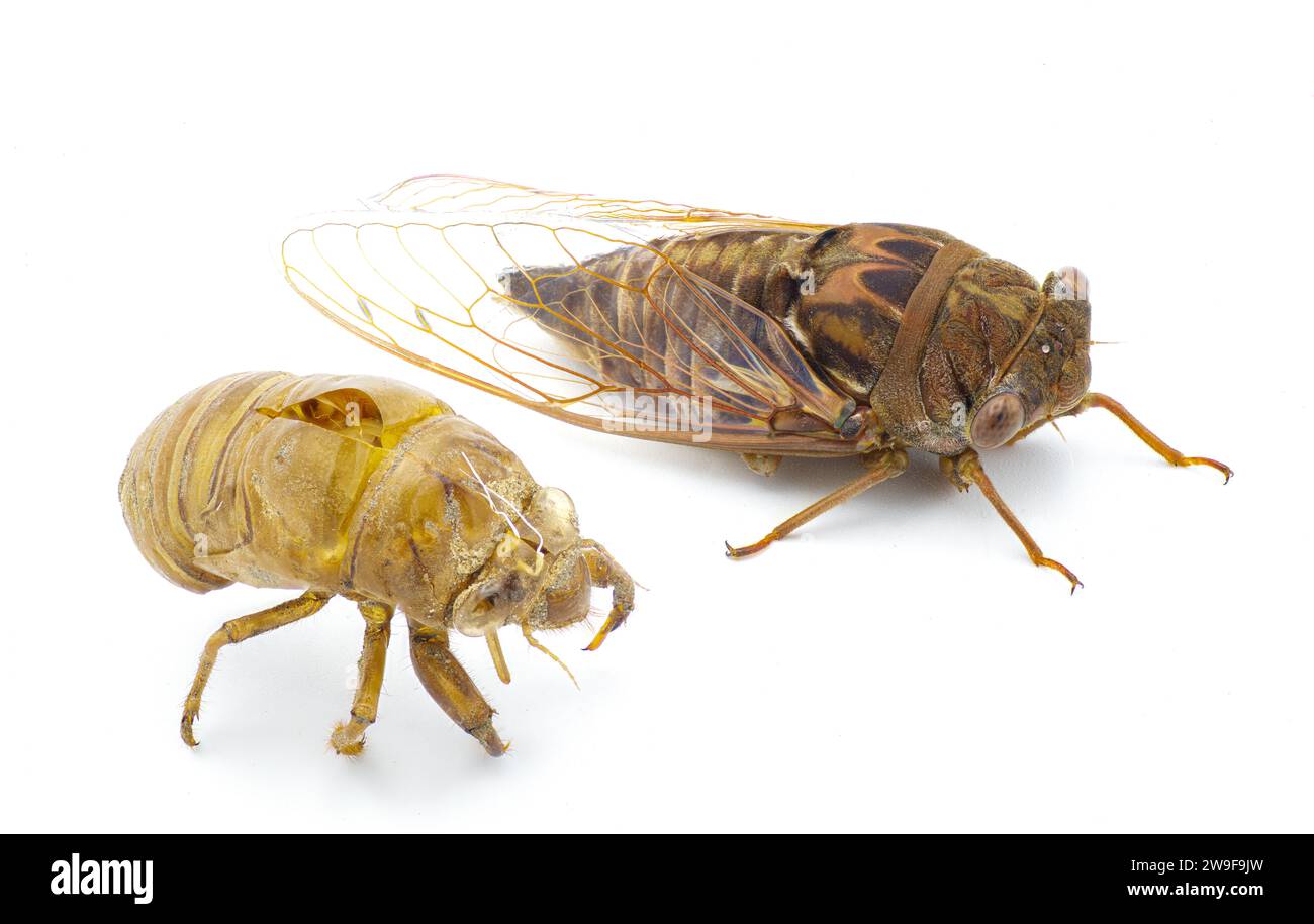 Sehr große Resonant Cicada oder Südkiefer Barrens Cicada Fly - Megatibicen Resonans - ein lautes Insekt am Ende des Sommers in Florida. Mit Exsudat. i Stockfoto