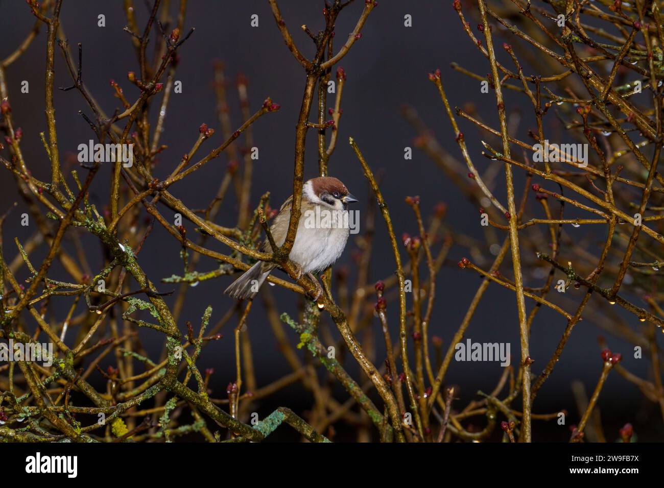 Passer montanus Familie Passeridae Gattung Passer Eurasischer Baumspatzen Deutscher Spatzen Stockfoto