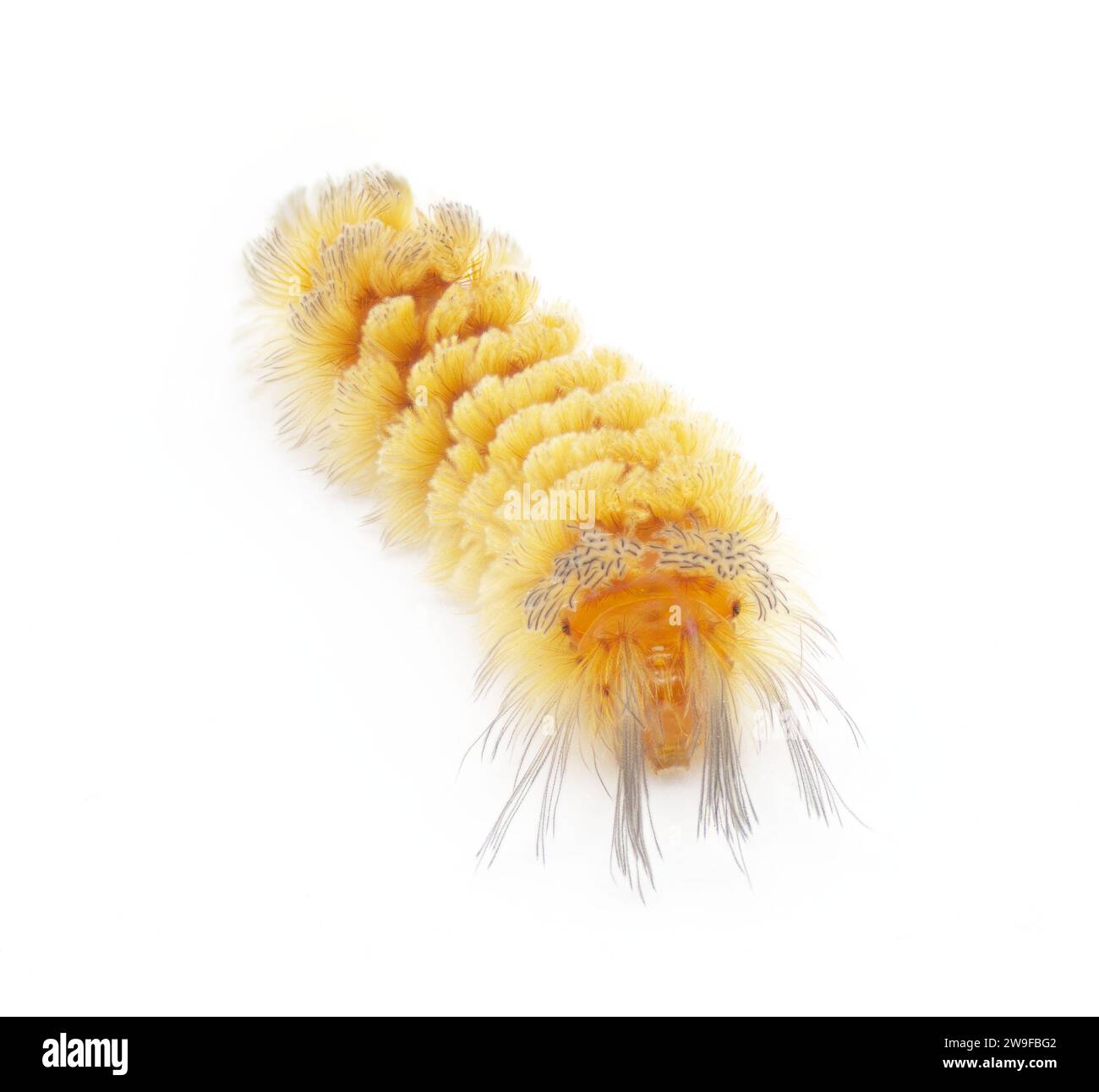 Unerwartete Cycnia Tiger Moth caterpillar – Cycnia inopinatus – USA. Orangegelbe Haarbüschel mit langen dunkelschwarzen Strängen am Kopf Stockfoto