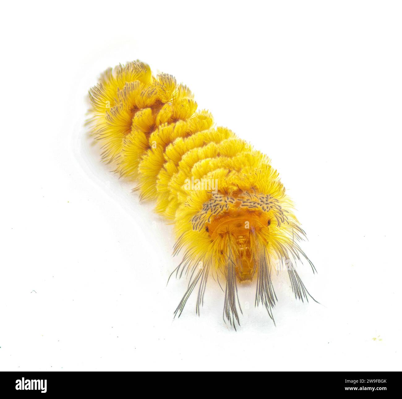 Unerwartete Cycnia Tiger Moth caterpillar – Cycnia inopinatus – USA. Orangegelbe Haarbüschel mit langen dunkelschwarzen Strängen am Kopf Stockfoto