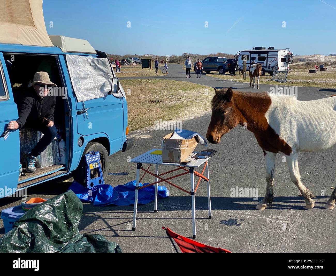 Brandy Meyers aus Philadelphia duckt sich in ihren Wohnwagen, als sich ein wildes Pferd ihrem Campingplatz an der Assateague Island National Seashore nähert. Stockfoto