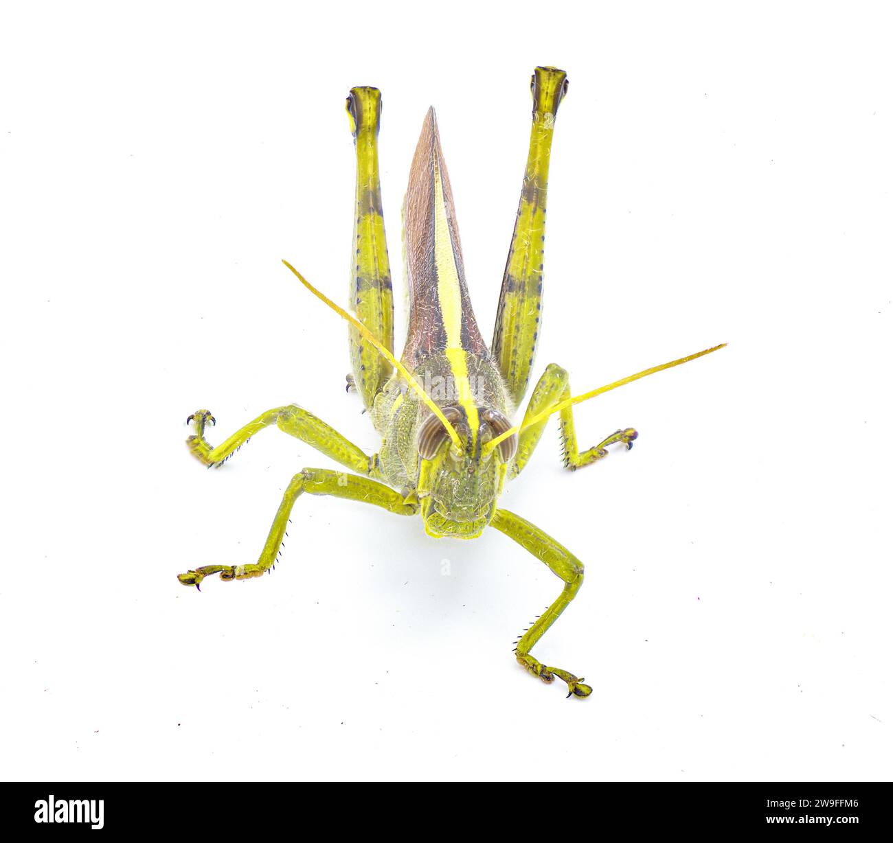 Obskure Vogelscheuche - Schistocerca obscura - mit tollen Details grün, gelb und braun Insekten mit gelbem Rückenstreifen, gestreiften Augen, kurzer Antenne Stockfoto