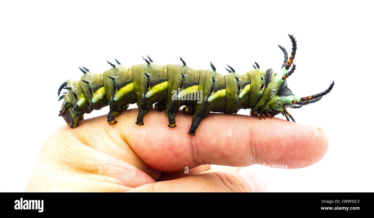 hickory-gehörnter Teufel - Citheronia regalis - Larvenform von königlichen oder königlichen Walnussmotten am menschlichen Zeigefinger. Die größte raupe der Welt isoliert Stockfoto