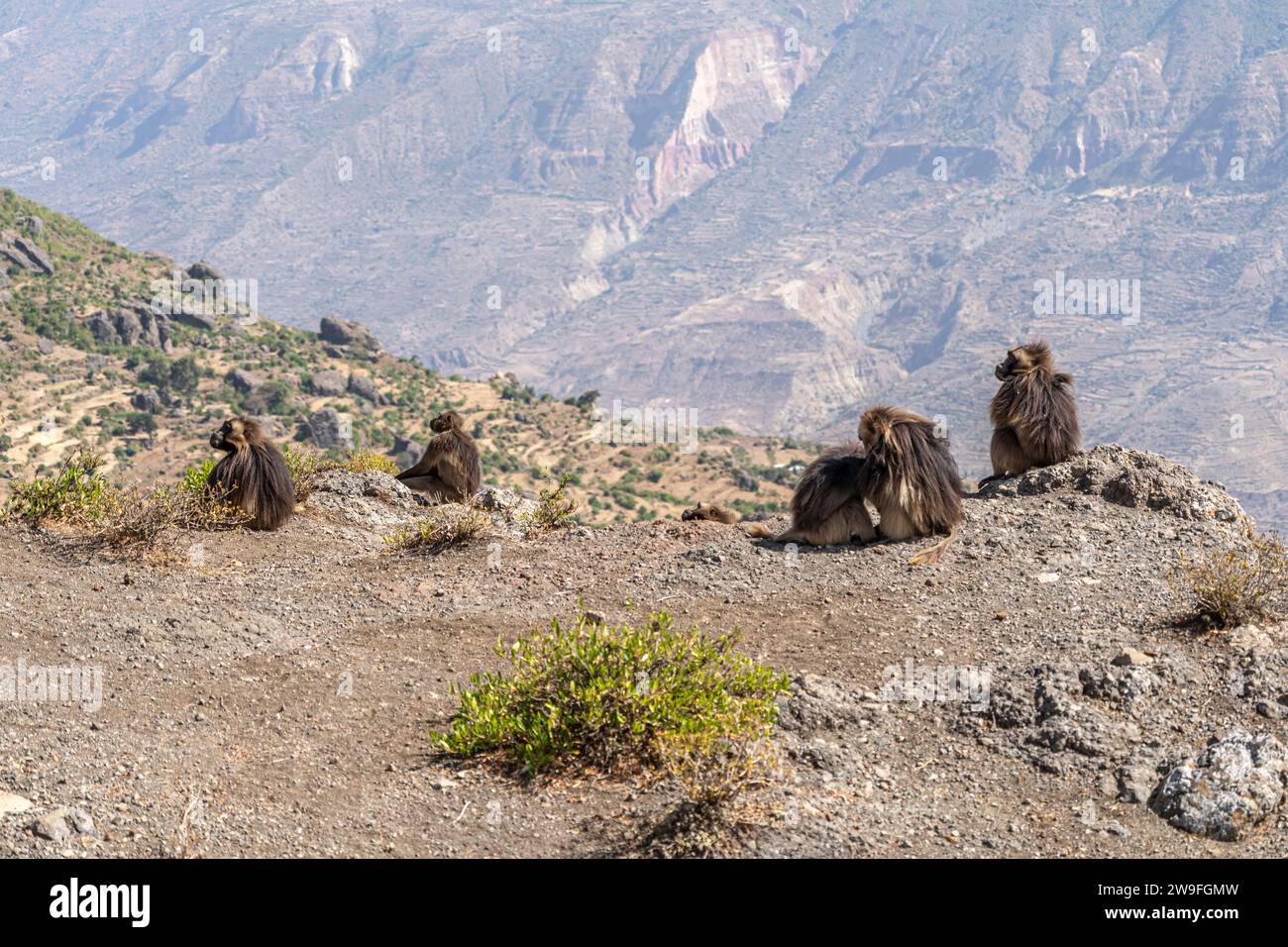 Eine Truppe von Gelada-Pavianen (Theropithecus gelada) in den Simien-Bergen in Äthiopien Stockfoto