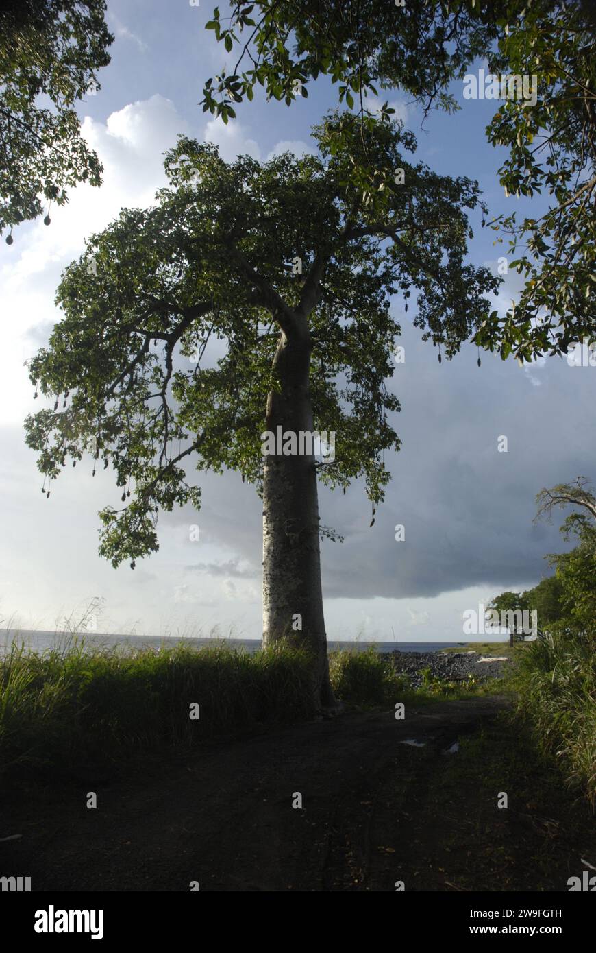 Baobab-Baum am Strand von Micondó - Baobab sind langlebige Laubbäume mit breiten Stämmen und kompakten Kronen - sie gehören zu den langlebigsten Gefäßpflanzen. Adansonia ist eine Gattung, die aus acht Arten besteht. Sao Tome und Principe, Afrika. Stockfoto