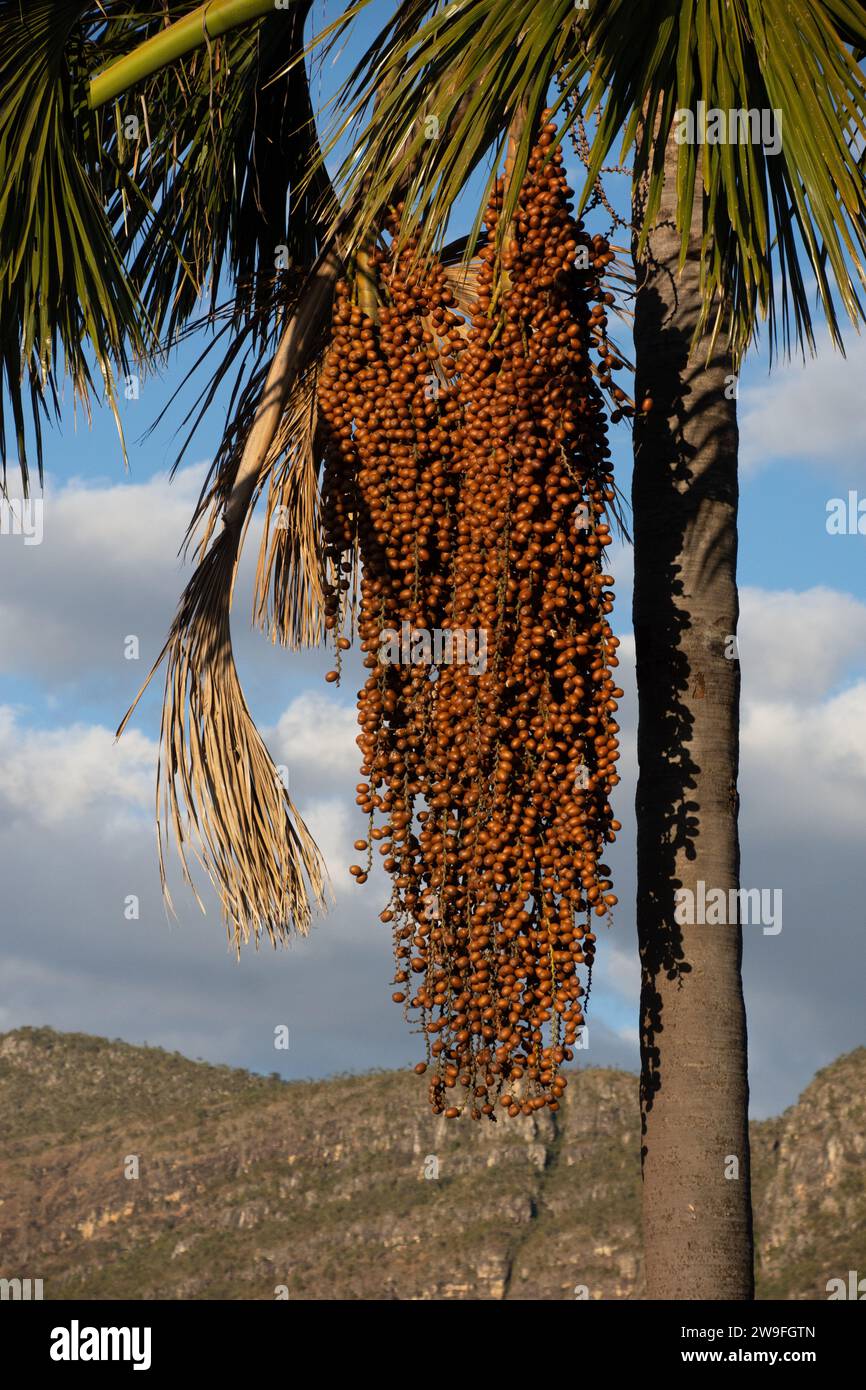 Der Buriti-Baum im Bundesstaat Maranhao im Nordosten Brasiliens, auch bekannt als Moriche Palm, Mauritia flexuosa, ITE Palm oder Ita, ist eine Palme und wächst in und in der Nähe von Sümpfen und anderen Feuchtgebieten des tropischen Südamerikas - die Früchte sind essbar, hat einen hohen Vitamin-C-Gehalt und wird zur Herstellung von Saft, Marmelade, Eis und einem fermentierten „Wein“ verwendet. Die Blütenknospen werden als Gemüse gegessen und der saft kann frisch oder fermentiert getrunken werden. Fäden und Kordeln werden lokal aus den Fasern des Baumes hergestellt. Stockfoto