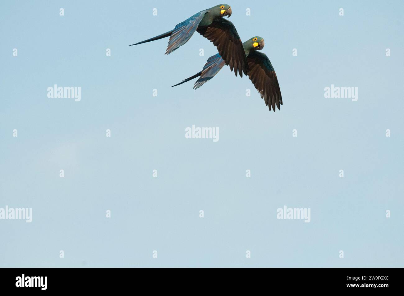 Der Lear's Ara (Anodorhynchus leari), auch bekannt als Indigoara, ein