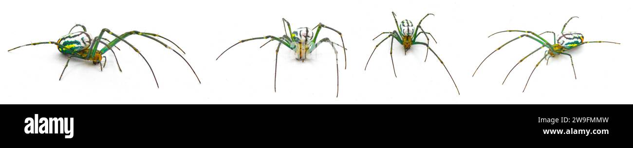 Leucauge argyrobapta oder Leucauge mabela (Mabel Orchard Orbweaver) ist eine Art von Langkiefer aus der Spinnenfamilie Tetragnathidae isoliert Stockfoto