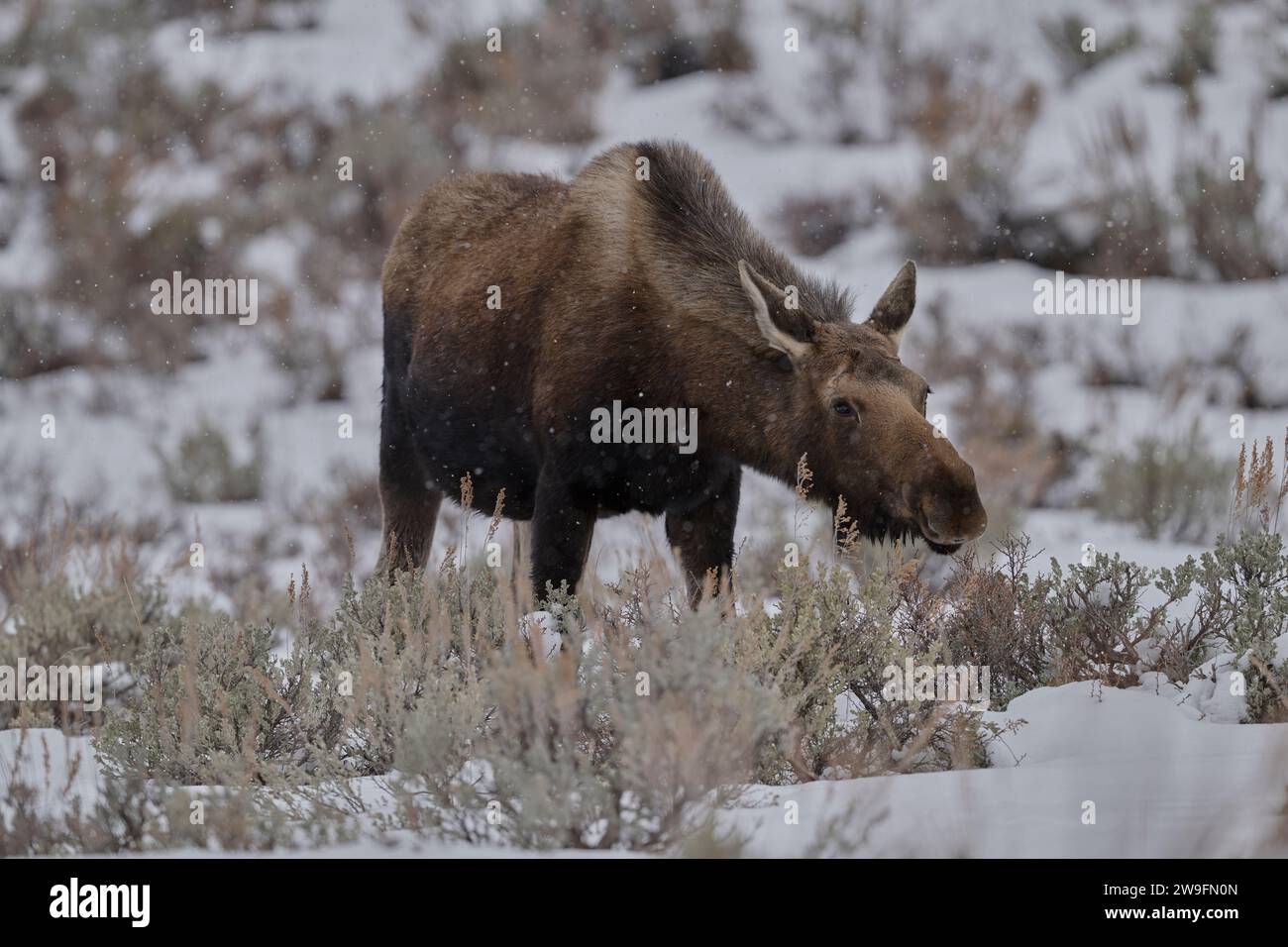 Winter Elch Stockfoto