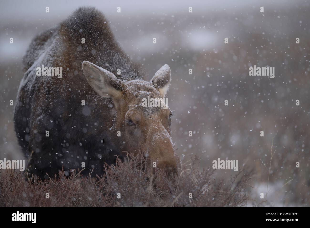Winter Elch Stockfoto