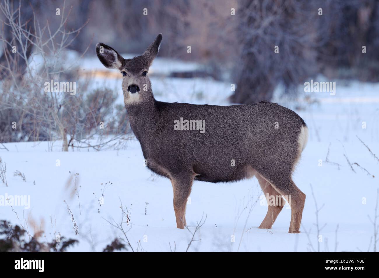 Maultierhirsche im Winter Stockfoto