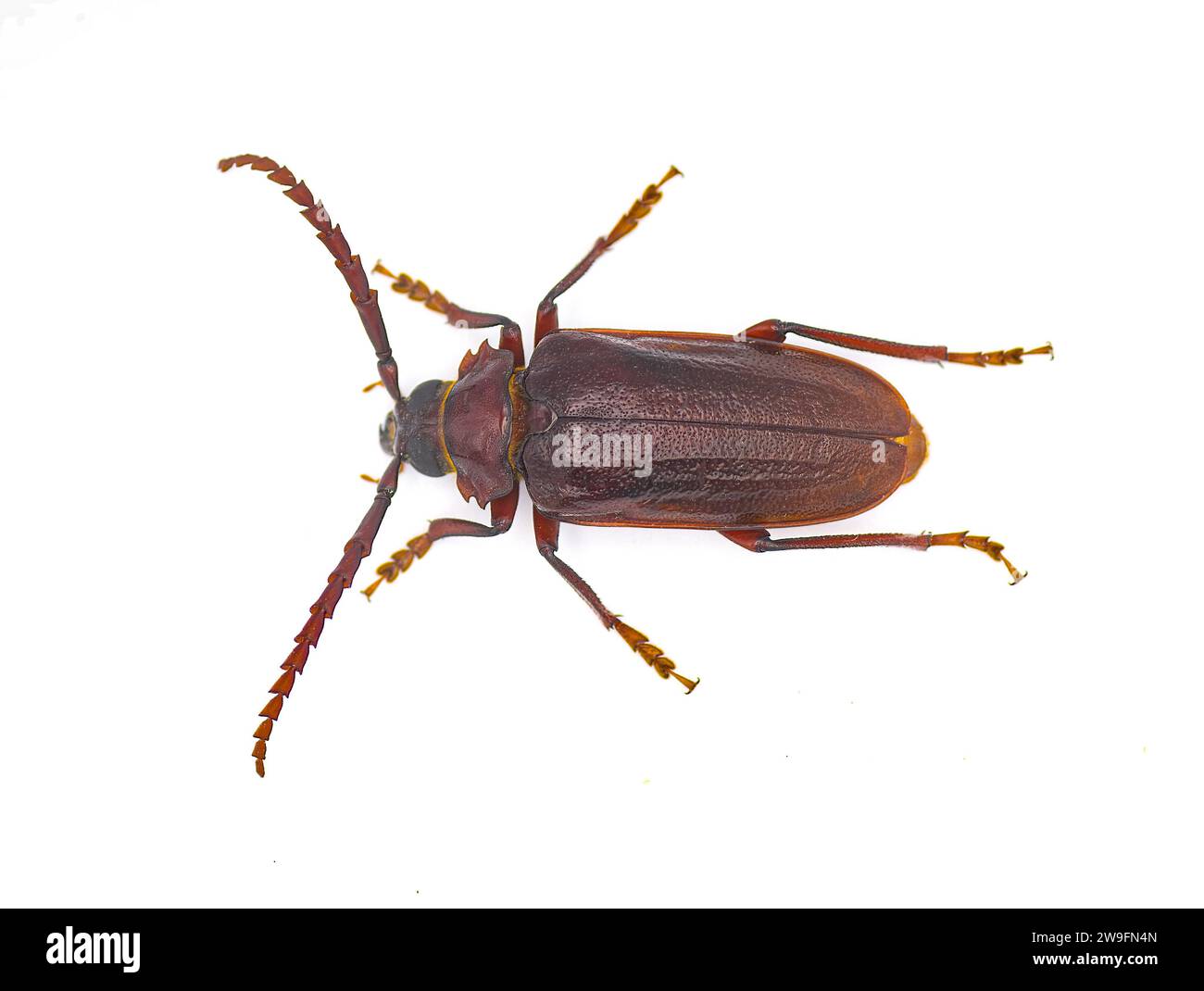 Prionus pocularis - zahnhalsiger Langhornkäfer - isoliert auf weißem Hintergrund oben dorsale Ansicht mit Zähnen auf beiden Seiten Stockfoto