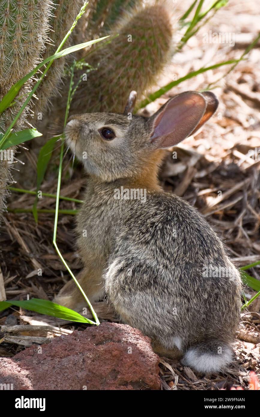 Ein kleines wildes Kaninchen mit braunem Fell ist elegant und süß Stockfoto