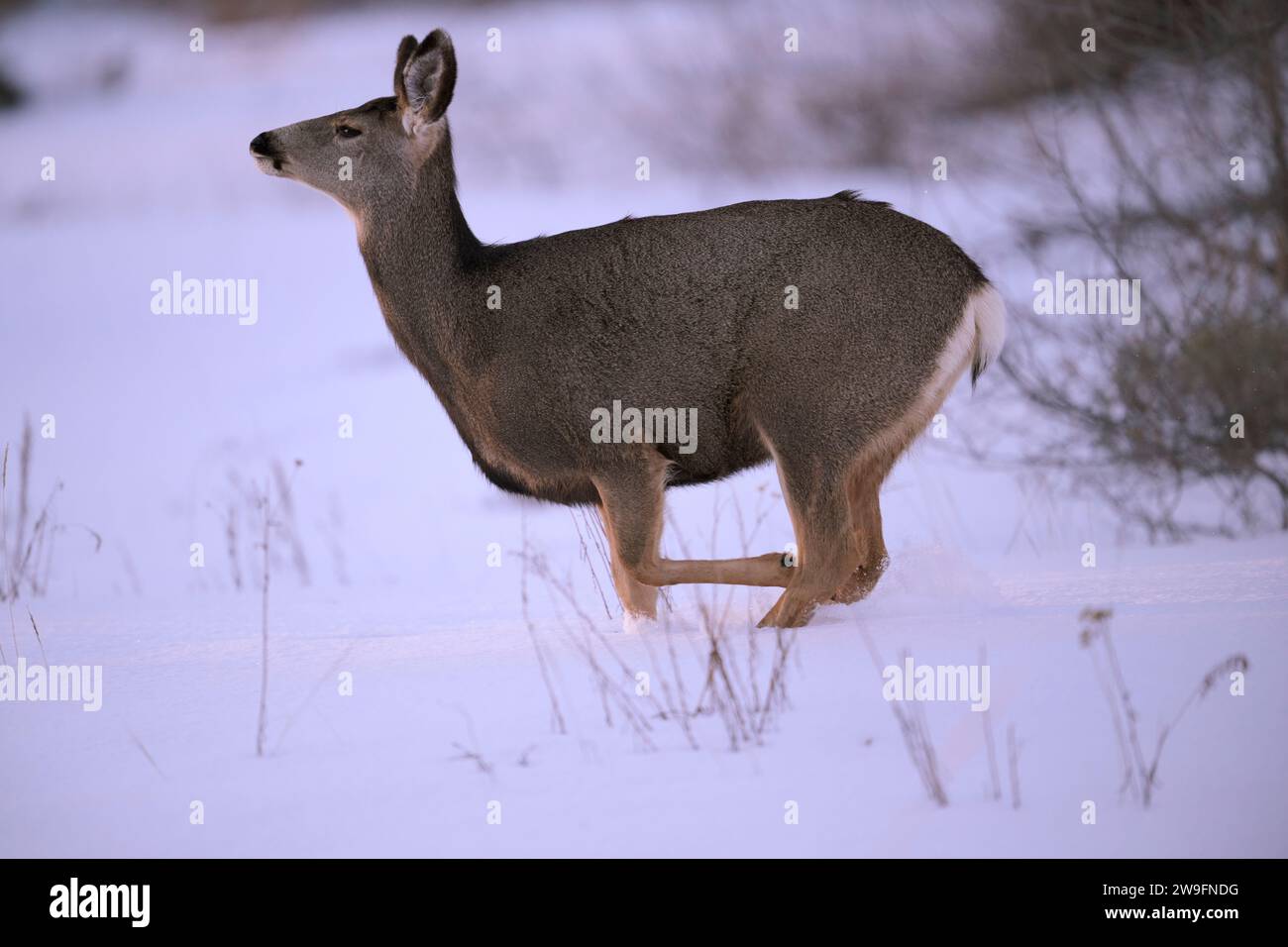 Maultierhirsche im Winter Stockfoto