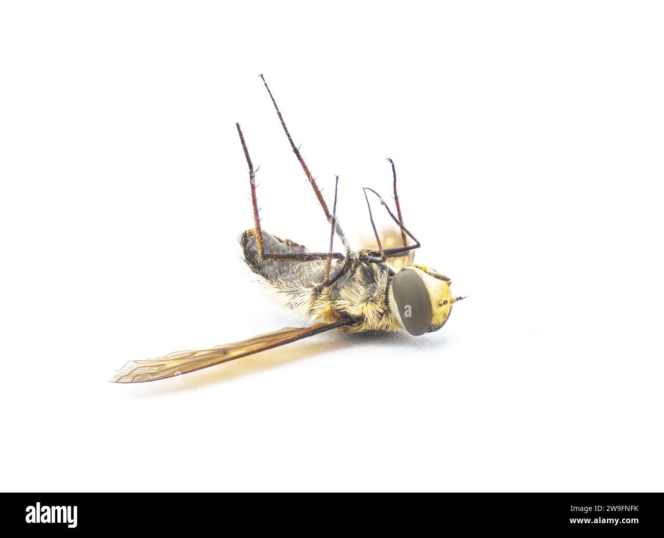 Dead Lesser Bee Fly - Exoprosopa fascipennis - Florida-Version der üblichen schwebfliege oder Schwebefliege. Isoliert auf weißem Hintergrund auf der Rückseite mit Stockfoto