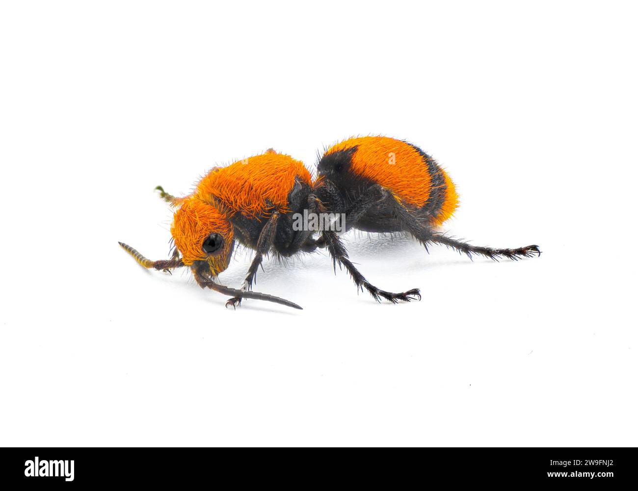 Weibliche Dasymutilla occidentalis - eine Art von Parasitoiden Wespen, die in der östlichen Unite beheimatet sind Stockfoto