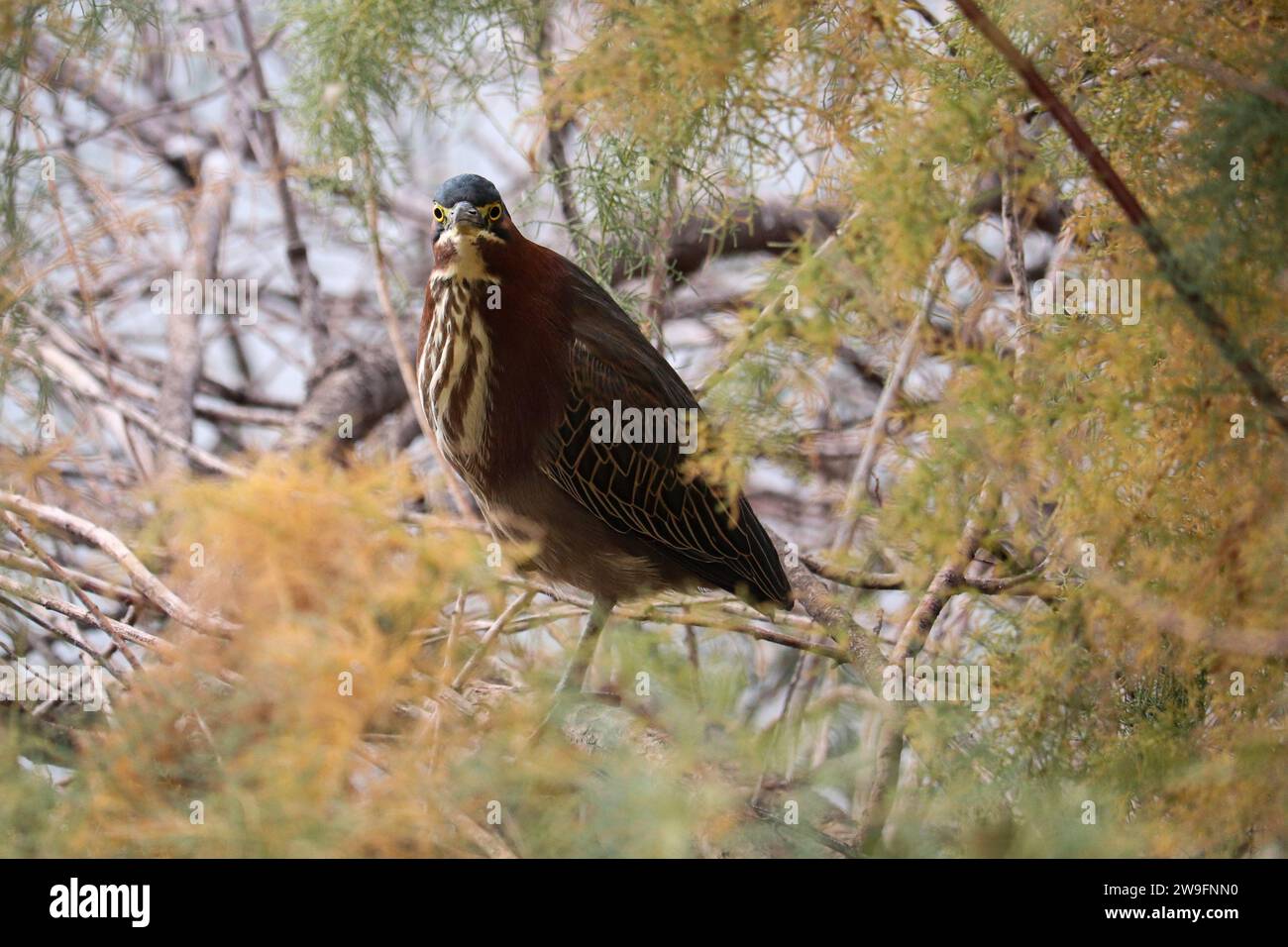 Grüner Reiher oder Butorides virescens, der in einem Baum auf der Uferranch in Arizona sitzt. Stockfoto