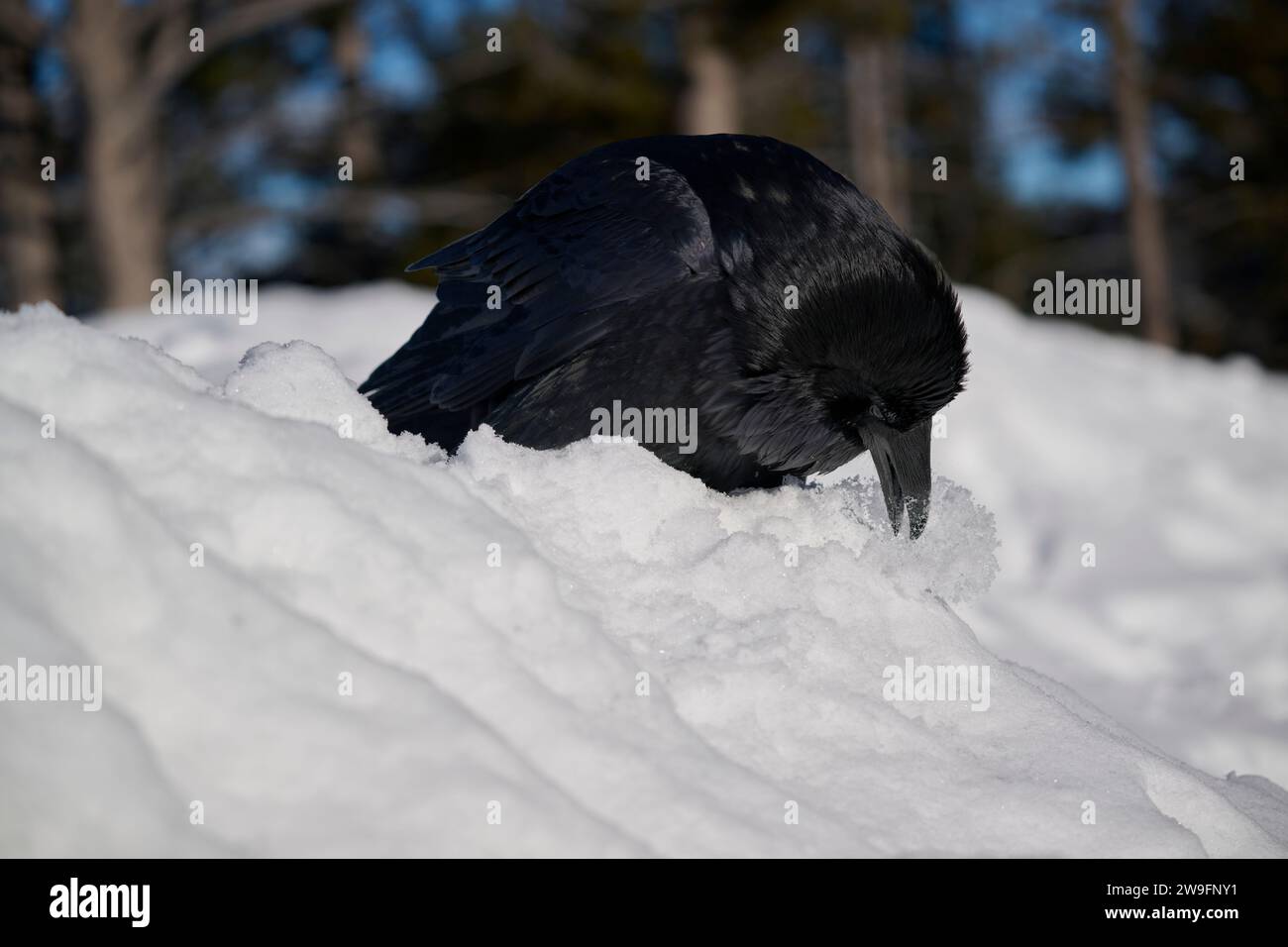 Raven im winter Stockfoto