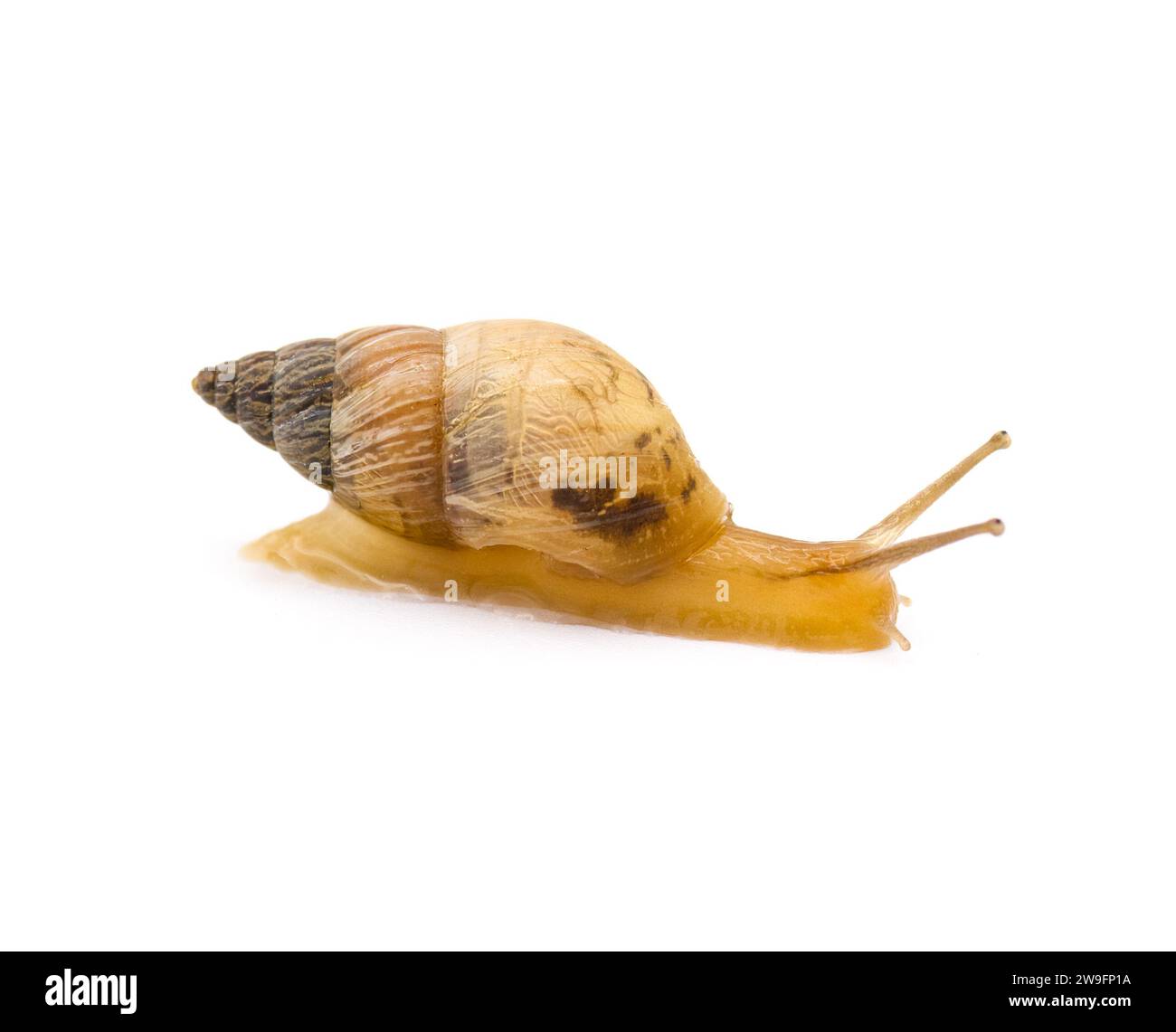 Geister Bulimulus - Bulimulus sporadicus oder Bonairensis invasive Spezies der Landschnecke in Florida isoliert auf weißem Hintergrund Seitenprofil Stockfoto