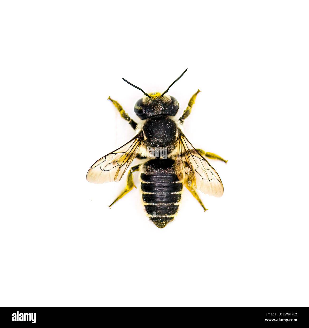 Flachschwanz-Blattschneider Bee - Megachile mendica - auch Blattschneider, maurer, Obstgarten oder Kuckuckbiene genannt. Isoliert auf weißem Hintergrund, Ansicht von oben auf dem Rücken Stockfoto