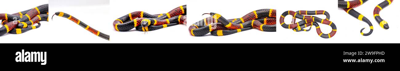 Viele Ansichten der giftigen östlichen Korallenschlange - Micrurus fulvius - Nahaufnahme von Kopf, Auge, Zunge und Muster mit großmaßstäblichen Details, die auf wh lokalisiert sind Stockfoto
