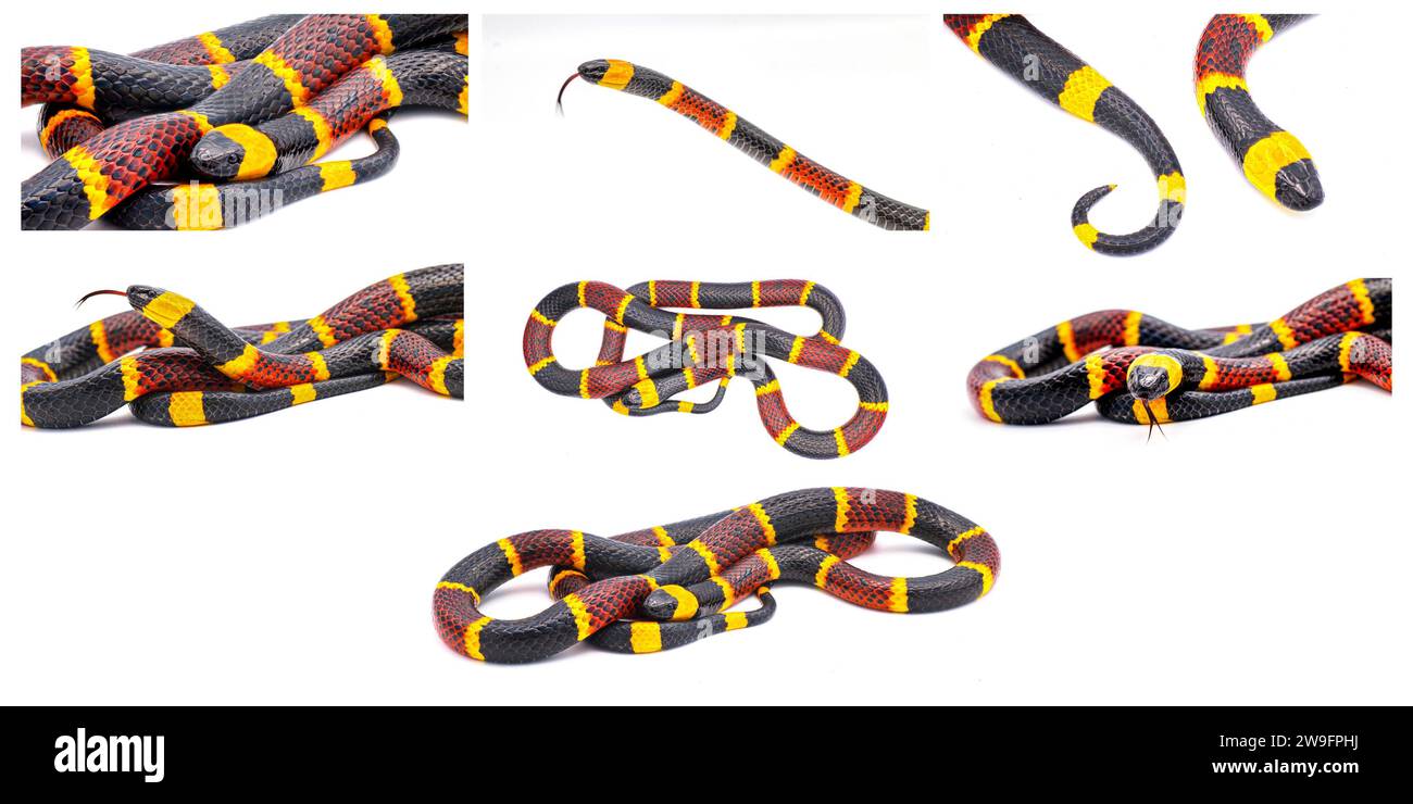 Viele Ansichten der giftigen östlichen Korallenschlange - Micrurus fulvius - Nahaufnahme von Kopf, Auge, Zunge und Muster mit großmaßstäblichen Details, die auf wh lokalisiert sind Stockfoto