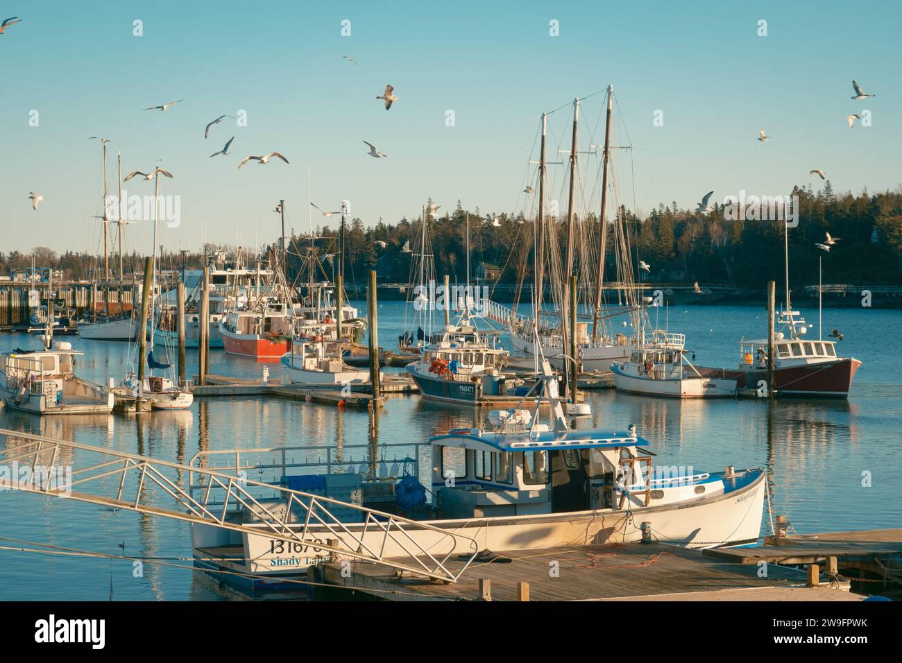 Möwen und Boote im Southwest Harbor, Maine Stockfoto
