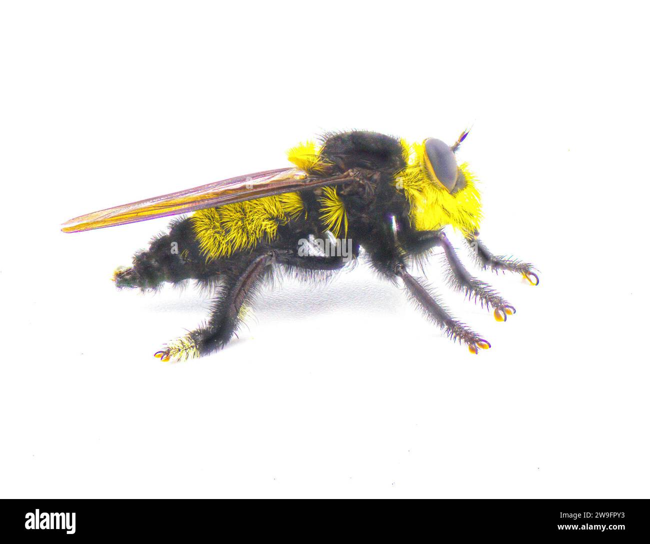 Wunderschöne Südbienenmörderfliege - Mallophora orcina - große, flauschige und fellige gelbe und schwarze Farben imitieren Hummel isoliert auf weißem Hintergrund Stockfoto