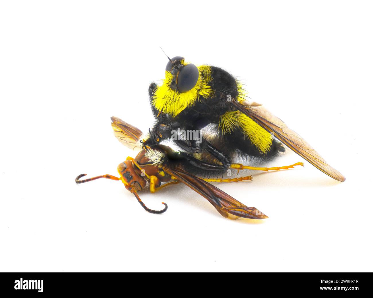 Bienenmörder Räuber fliegen auf einer Papierwespe. Südlicher Bienenmörder - Mallophora orcina - groß robust mit schwarzen und gelben Farben, die Hummel nachahmen Stockfoto